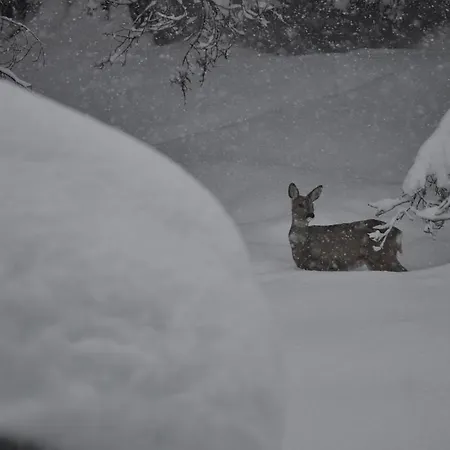 Haus Tina Bach (Tyrol)