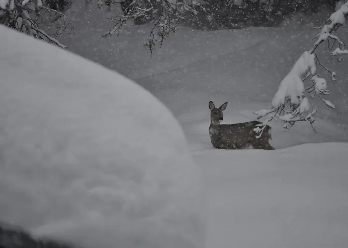 Haus Tina Bach (Tyrol)