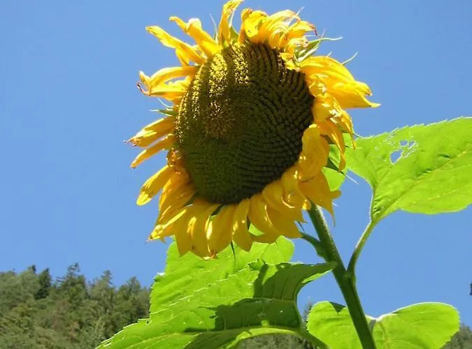 Haus Tina * Bach (Tyrol)