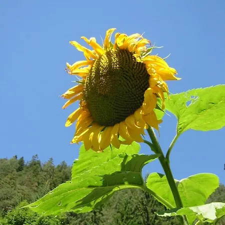 Haus Tina * Bach (Tyrol)